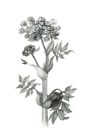 Angelica root botanical illustration