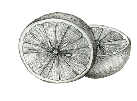 Grapefruit botanical illustration