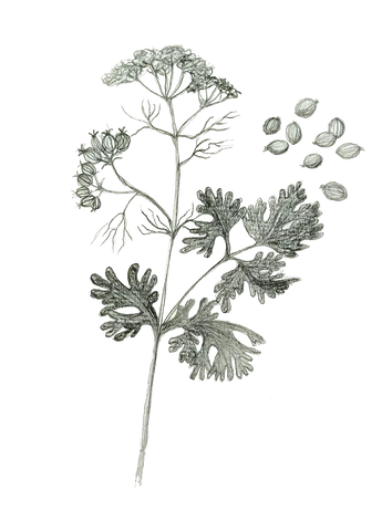 Coriander botanical illustration