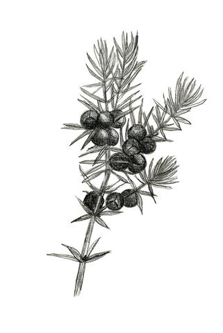 Juniper botanical illustration